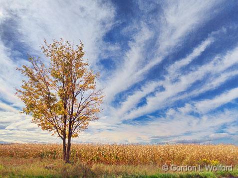 Cornfield Tree_17172-3.jpg - Photographed near Dunsford, Ontario, Canada.